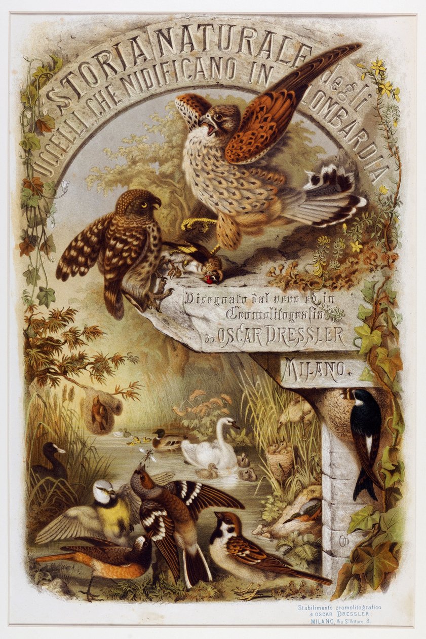 Frontispice fra Natural history of fugler som hekker i Lombardia (Chromolithography av Eugenio and Dressler Oscar  Bettoni