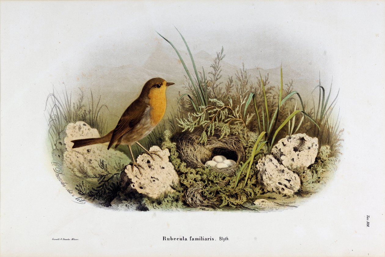 Representasjon av Red Gorge (Rubecula familiaris) (Kromolitografi av Eugenio and Dressler Oscar  Bettoni