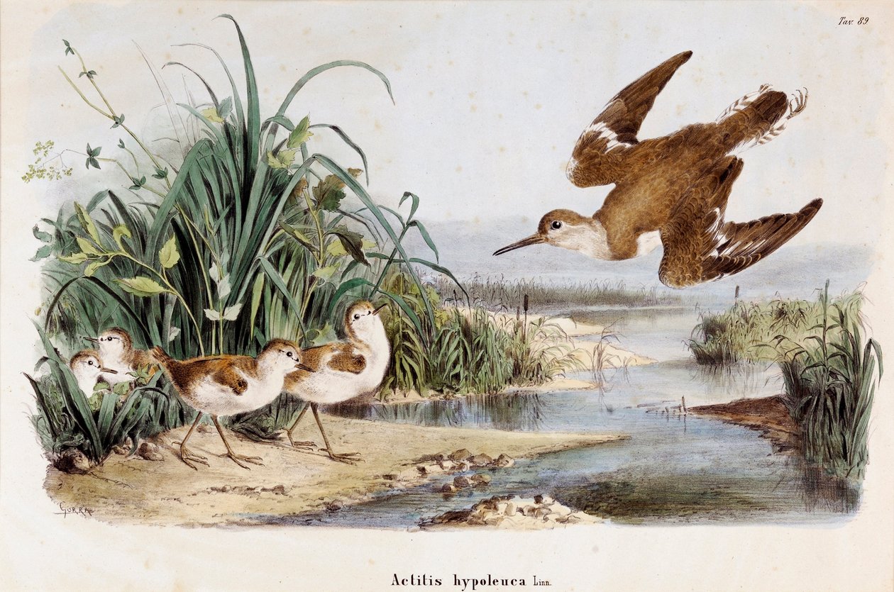 Representasjon av Becassine Chevalier guignette (Actitis hypoleuca) (kromolitografi av Eugenio and Dressler Oscar  Bettoni