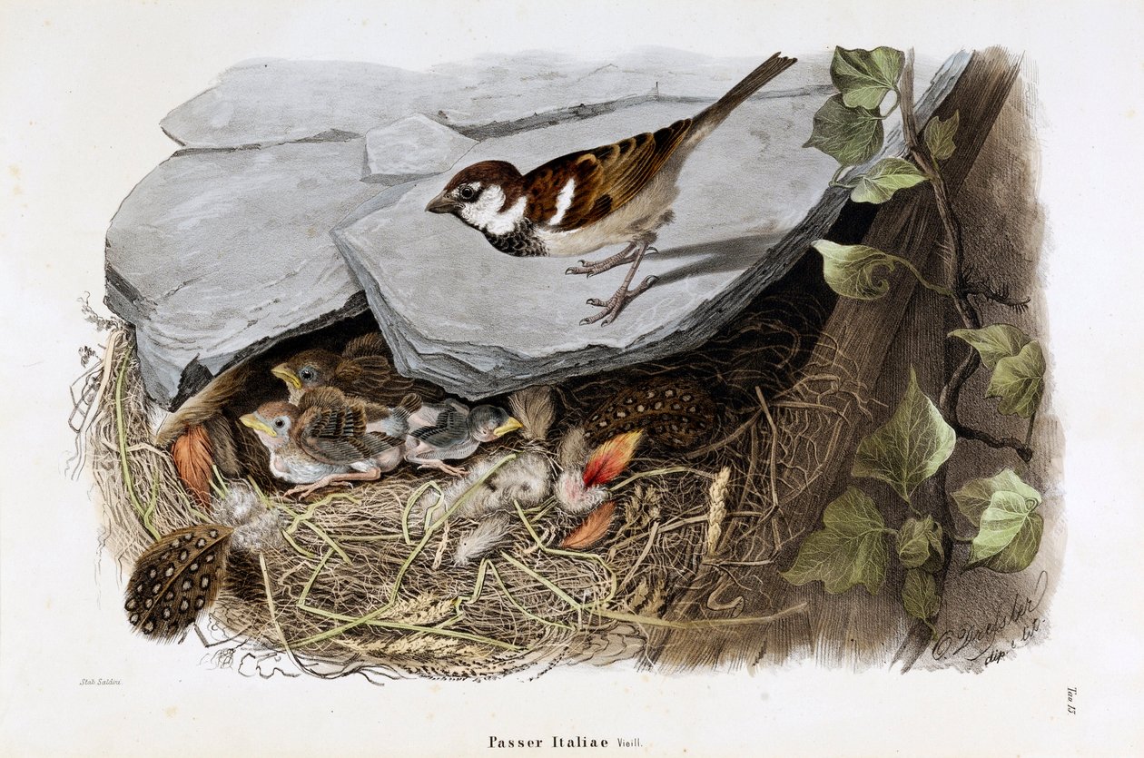 Representasjon av cisalpine spurv (Passer domesticus italiae eller italiensk spurv) (kromolitografi av Eugenio and Dressler Oscar  Bettoni