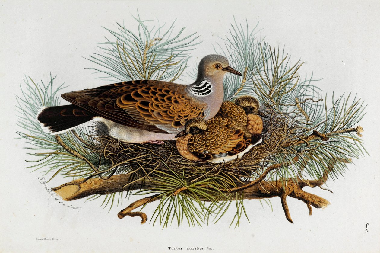 Representasjon av duen (Turtle-Dove) (Kromolitografi av Eugenio and Dressler Oscar  Bettoni