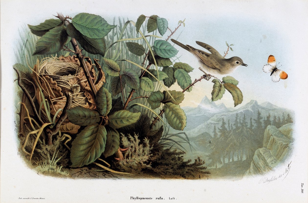 Representasjon av kyllinghastigheten (Phyllopneuste rufa) (Chiffchaff) (kromolitografi av Eugenio and Dressler Oscar  Bettoni