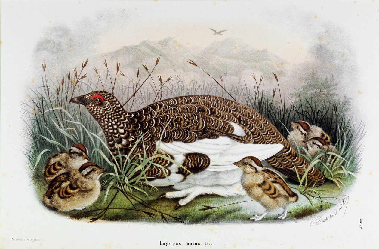 Representasjon av rapphønen (Partridge eller Lagopus mutus) (Kromolitografi av Eugenio and Dressler Oscar  Bettoni