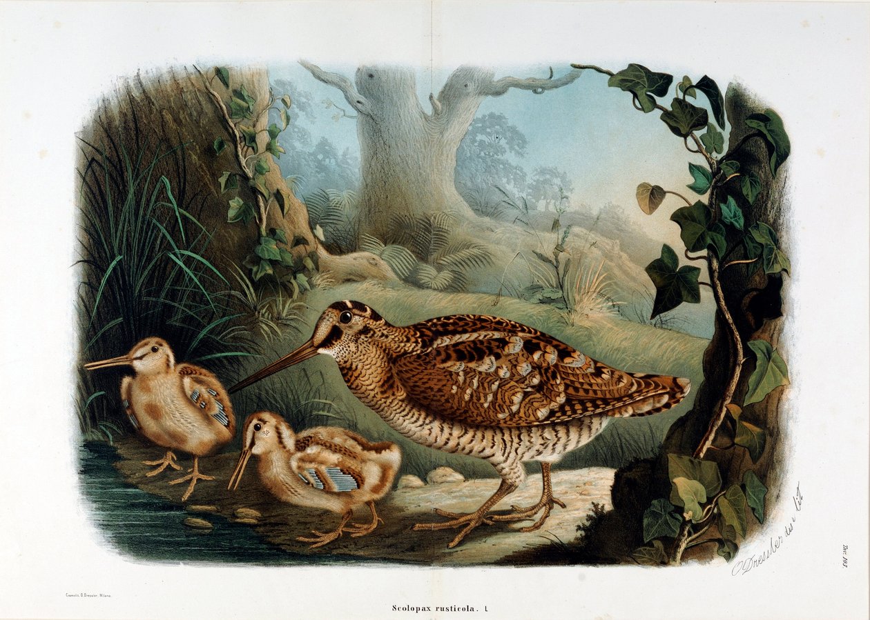 Representasjon av trenebbet (Scolopax rusticola eller Woodck) (Kromolitografi av Eugenio and Dressler Oscar  Bettoni