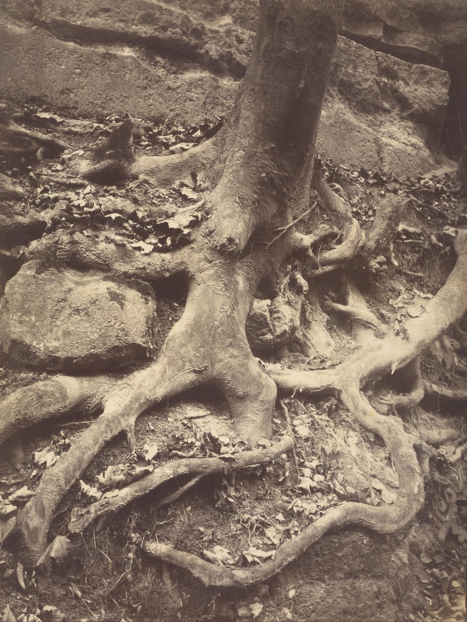 Trerøtter, Saint-Cloud av Eugène Atget