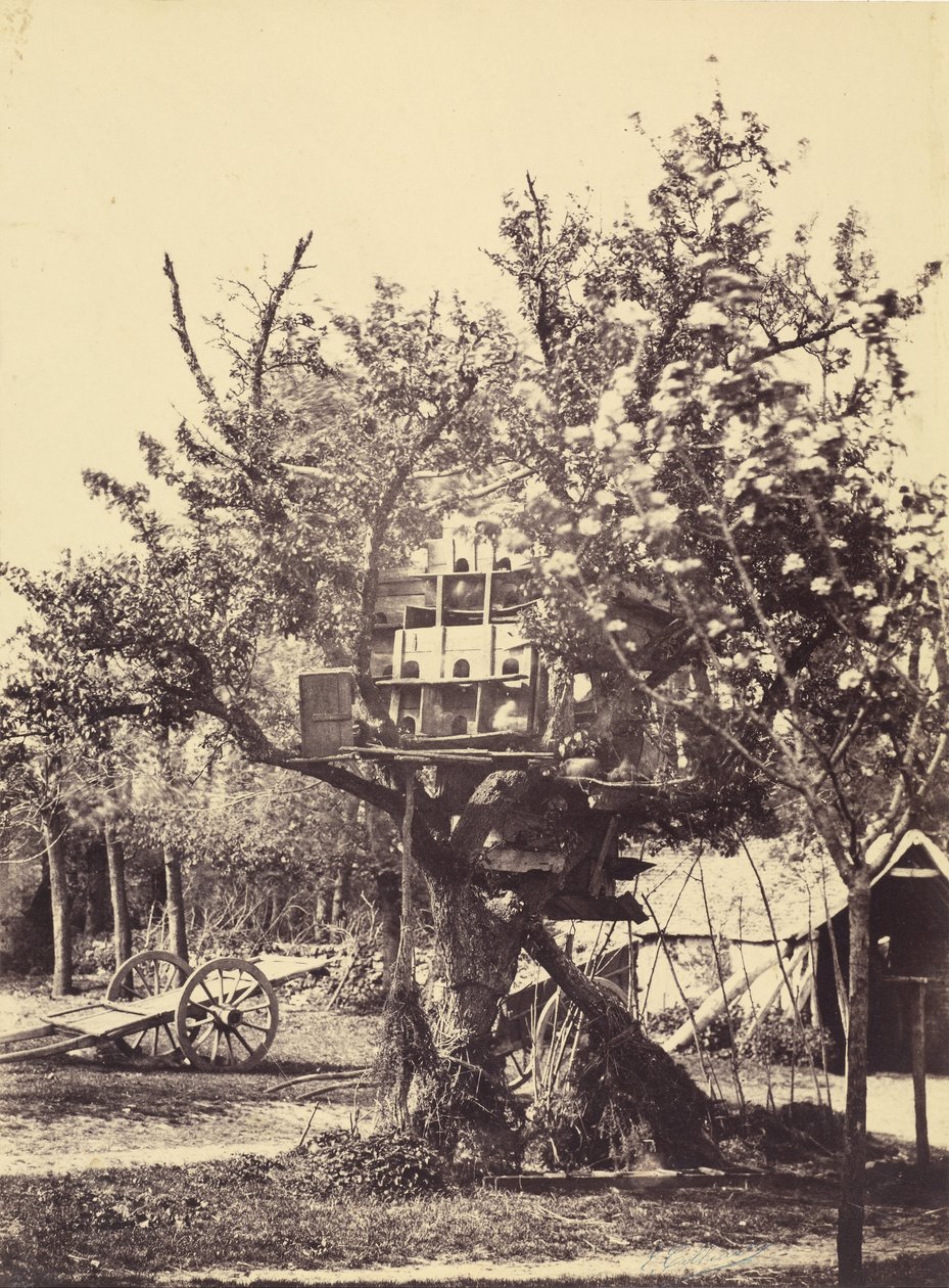Pigeon House in Tree av Eugène Colliau