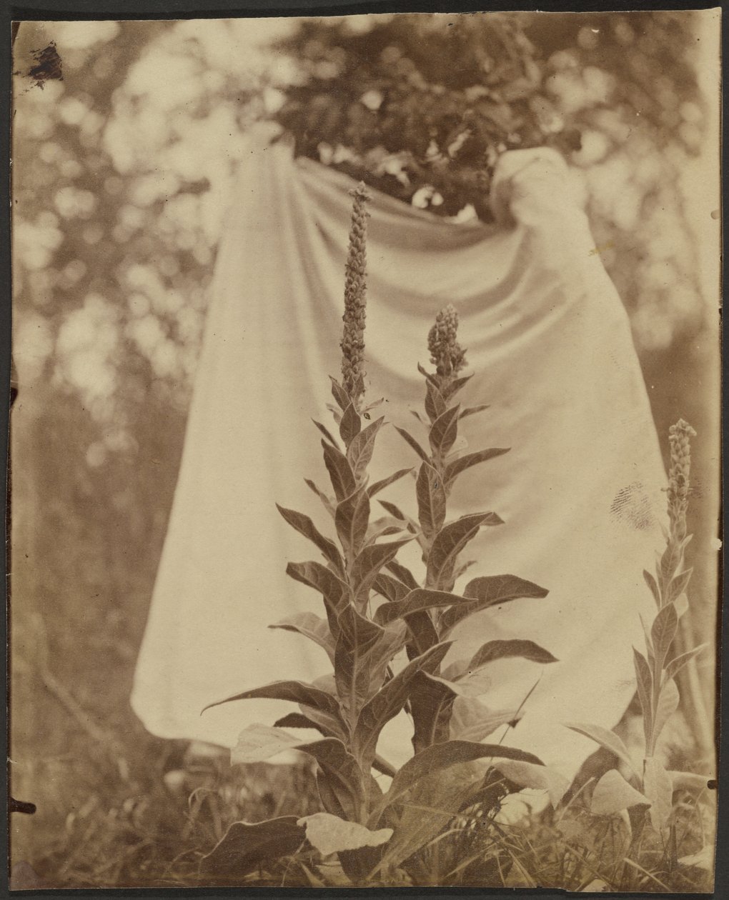  av Eugène Atget