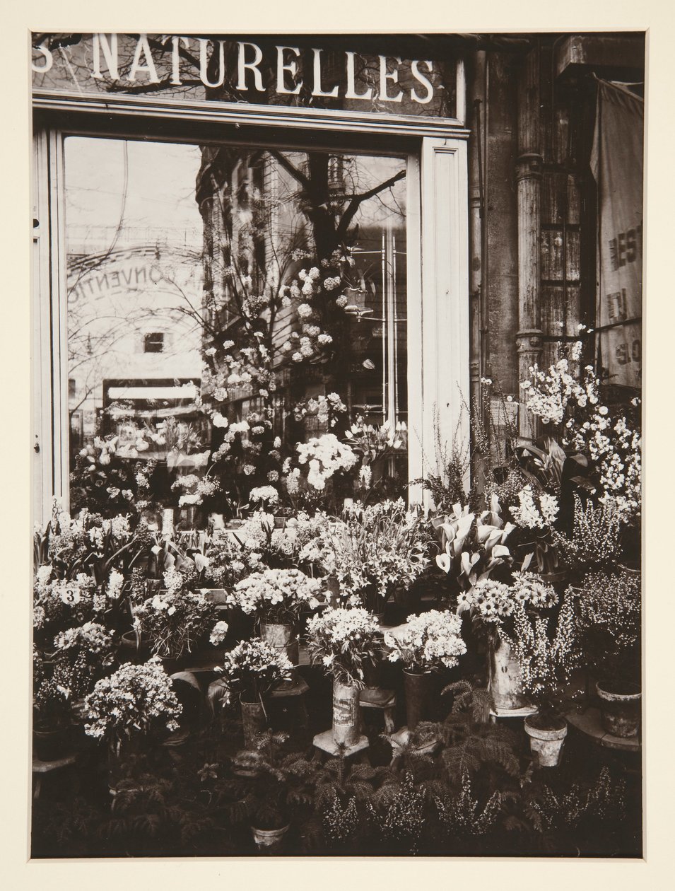 Blomsterbutikk -37 (blomsterbutikk) av Eugène Atget