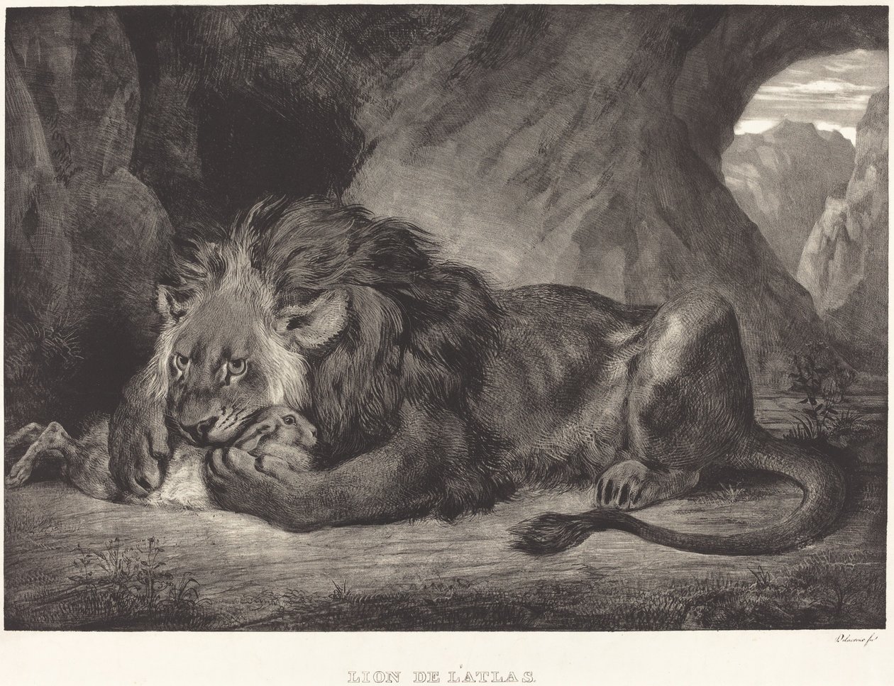 Løve av Atlasfjellene (Lion de l