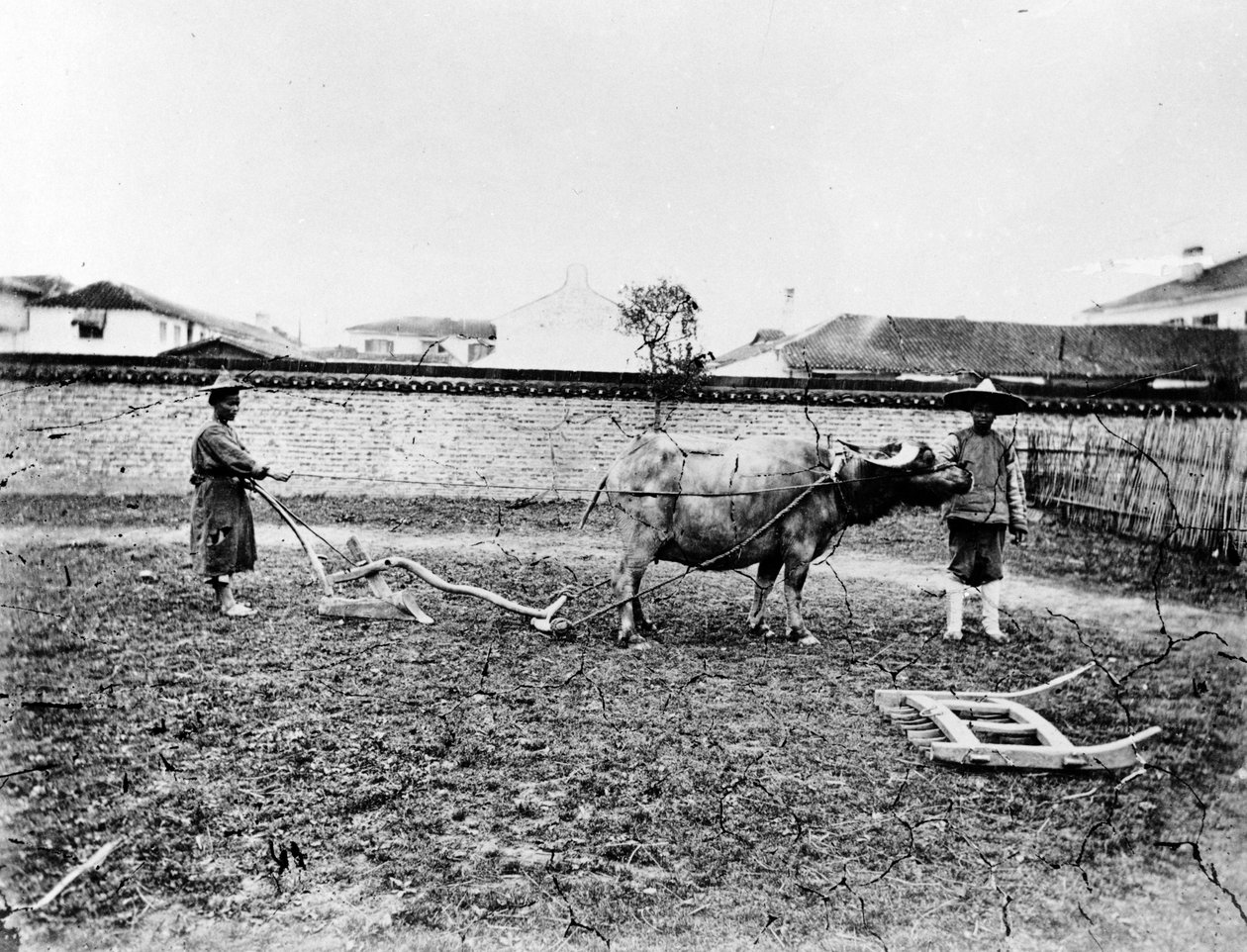 Kinesiske bønder som bruker okser til å pløye åkeren sin, ca. 1865 av European Photographer