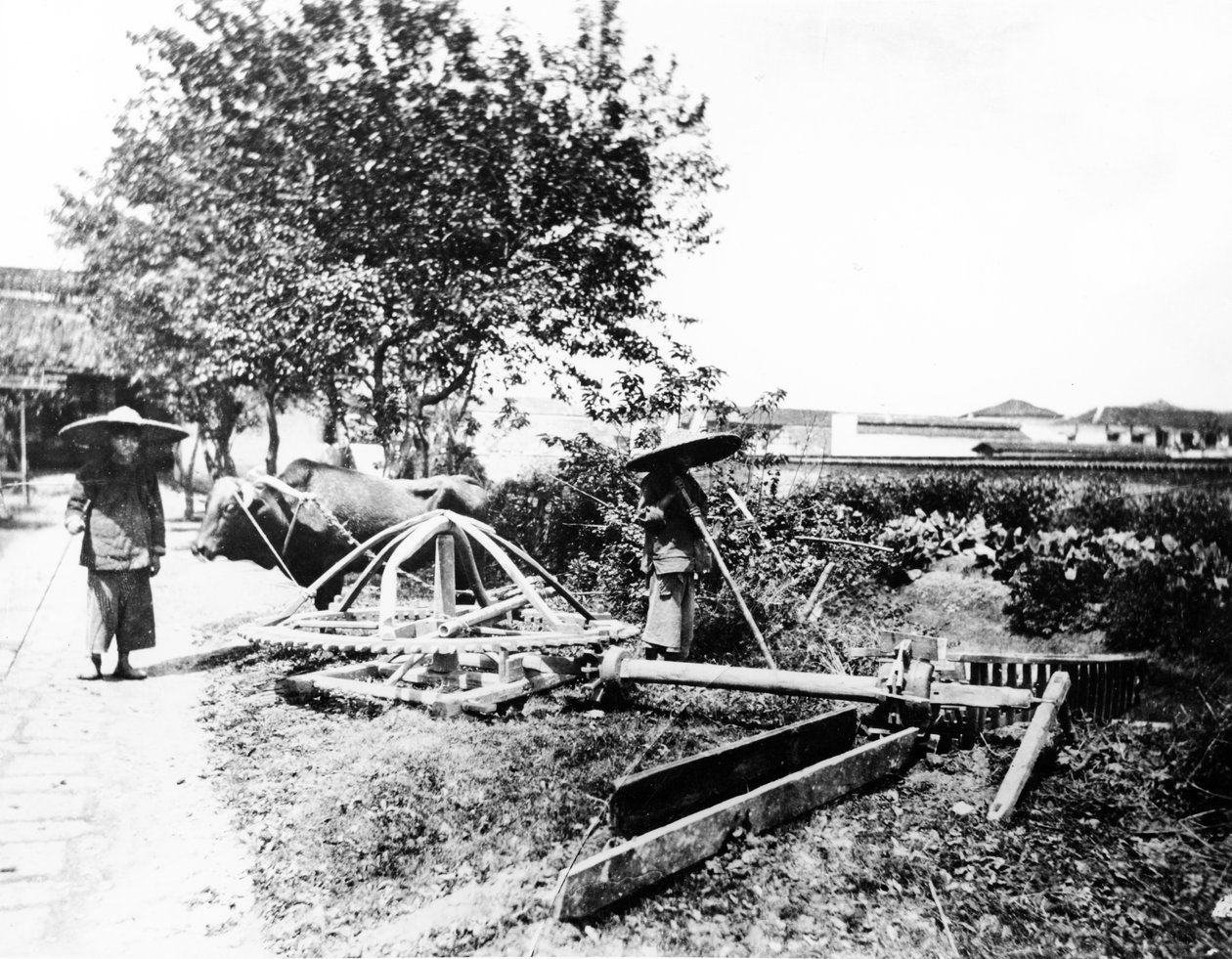 Oksedrevet vanning, Kina, ca. 1870-80 av European Photographer