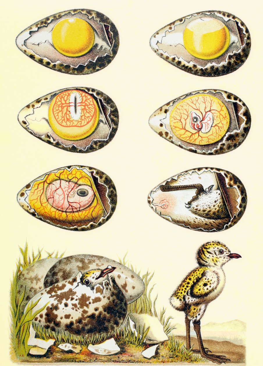 Evolusjon av en kylling i et egg, og en kylling nylig dukket opp fra egget, fra 