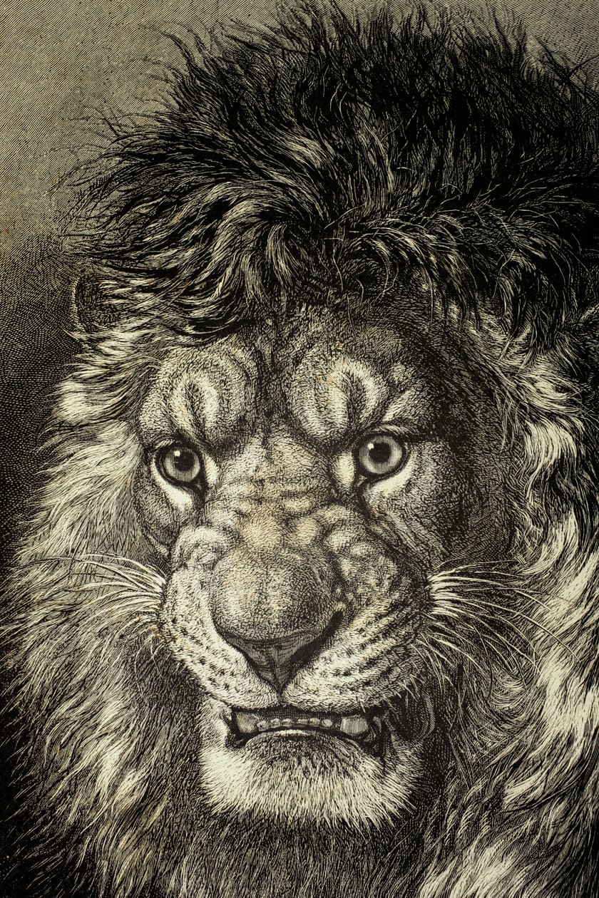 The Lion, King of Beasts, fra 