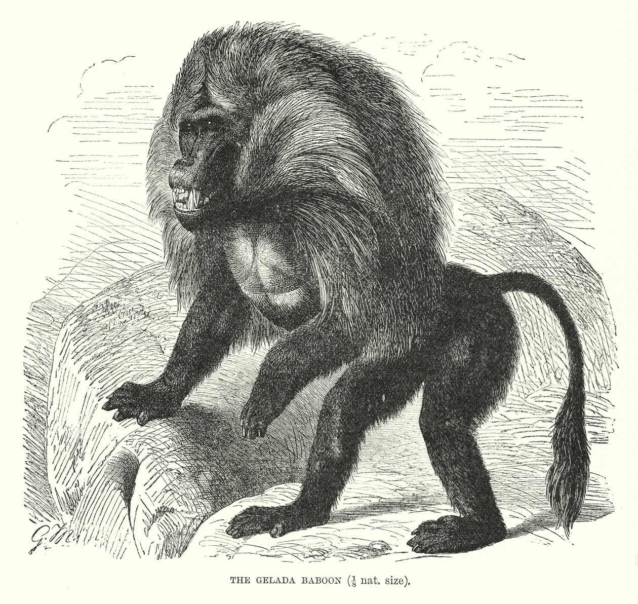 Gelada-bavian (gravering) av European School