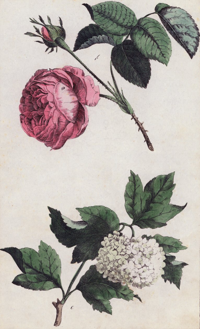 Rosa rose og hvit hortensia (litografisk farge) av European School