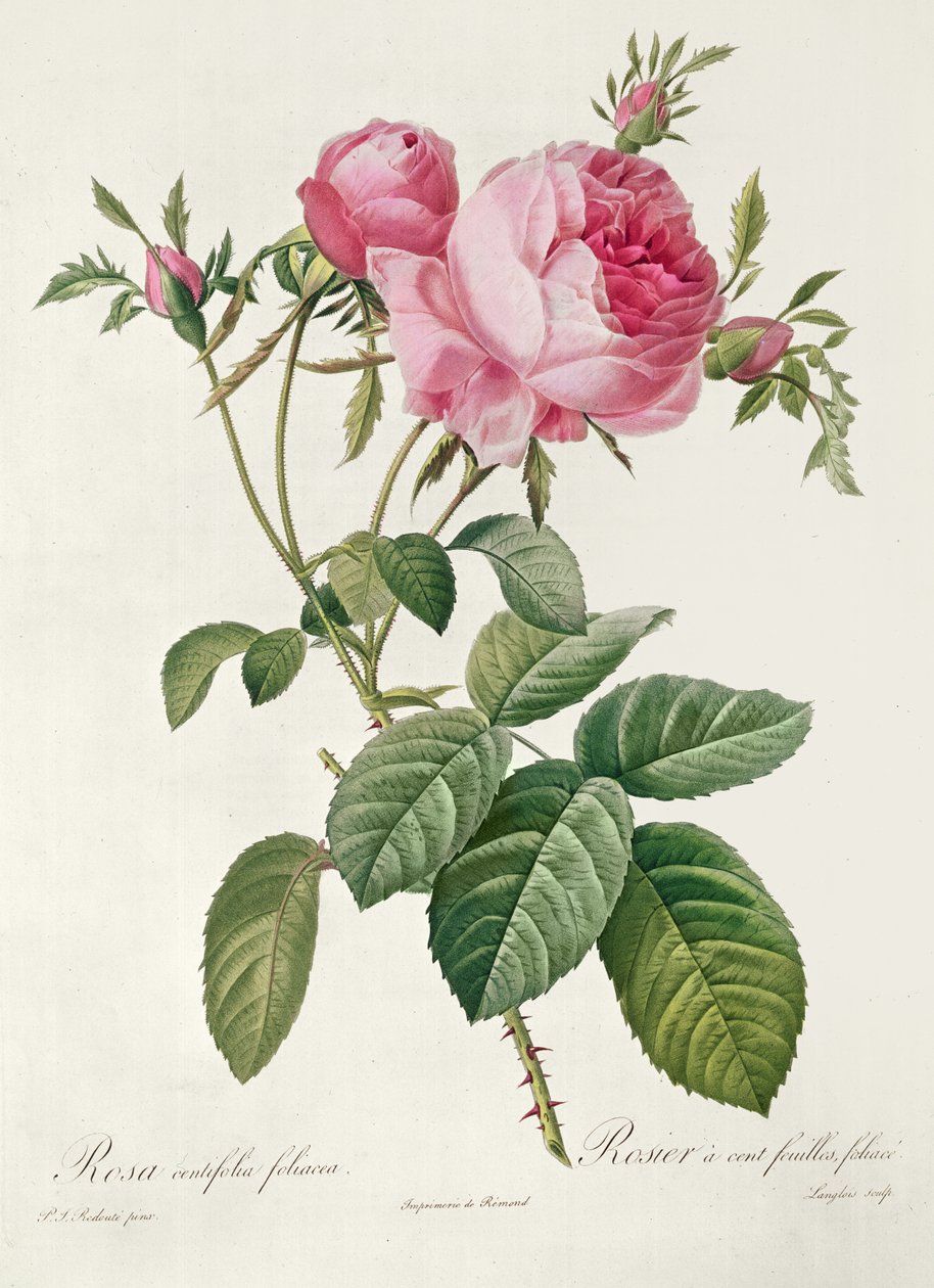 Theory, les Roses, Rosa Centifolia Foliacea (litografi) av Eustache Hyacinthe Langlois