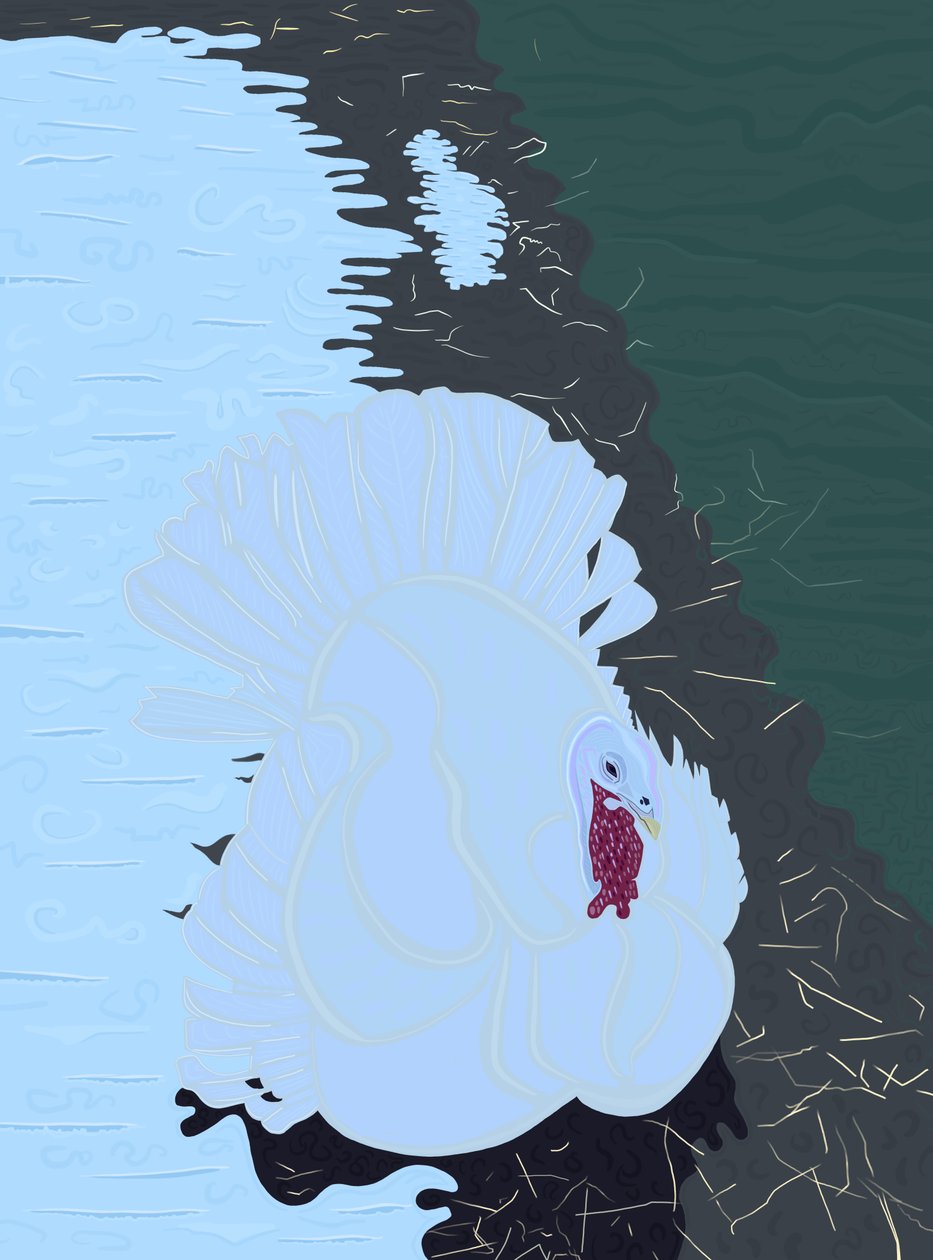 Hvit kalkun i snø på gård. (digital kunst) av Evan Sklar