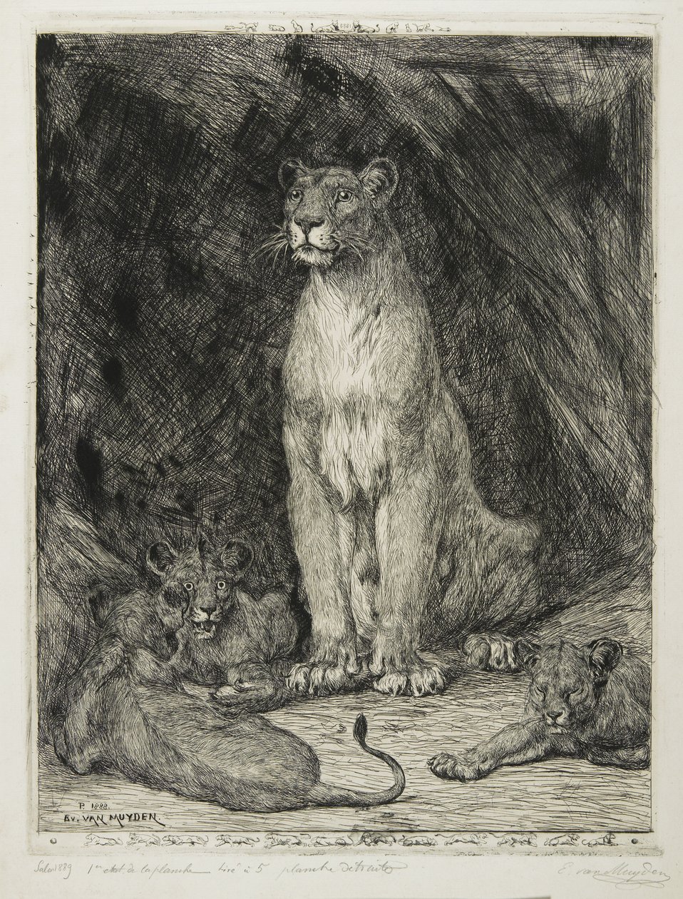 Løvinne sittende og tre unger, 1888 av Evert van Muyden