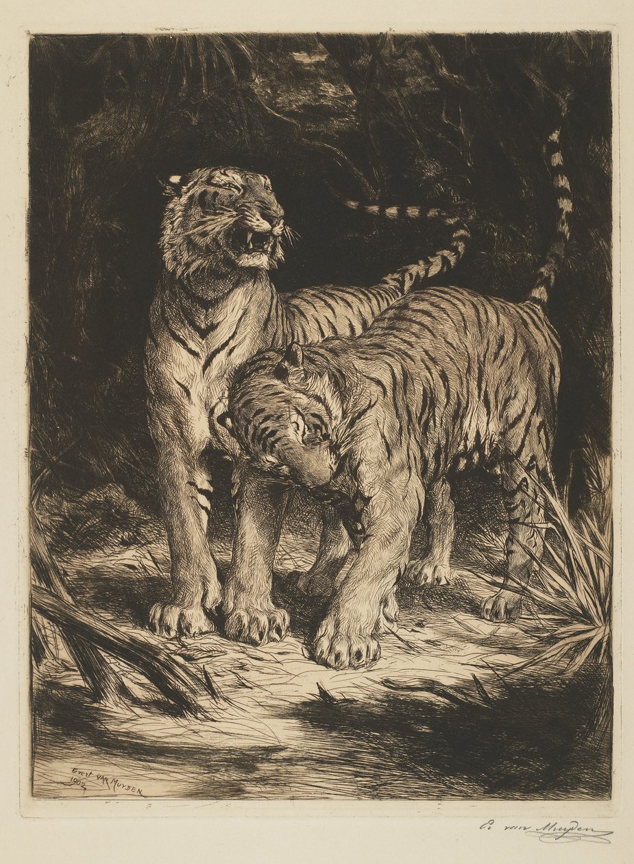 To tigre av Evert van Muyden
