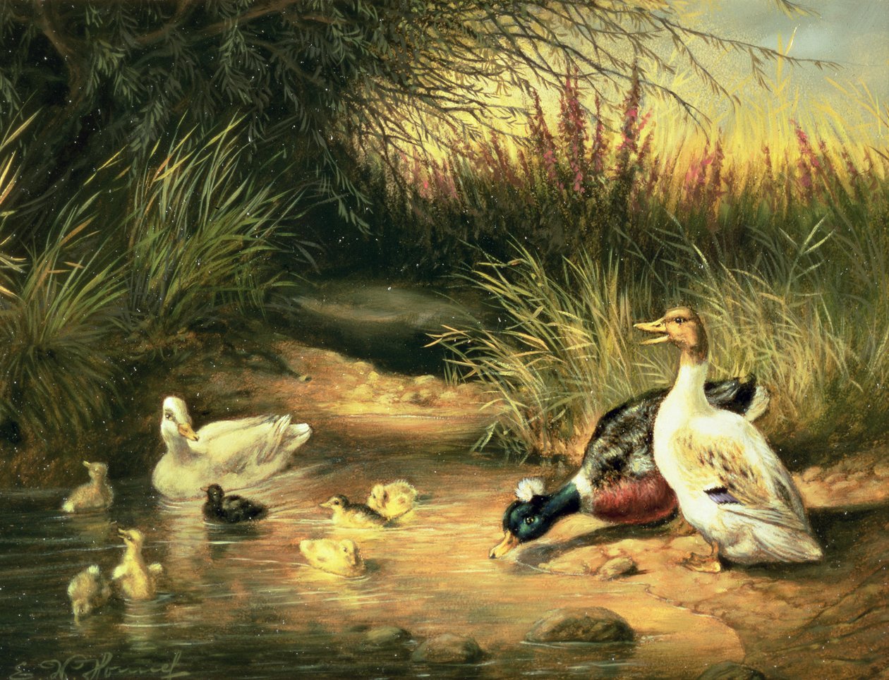 Ducks, Drake og Ducklings av Ewald Honnef