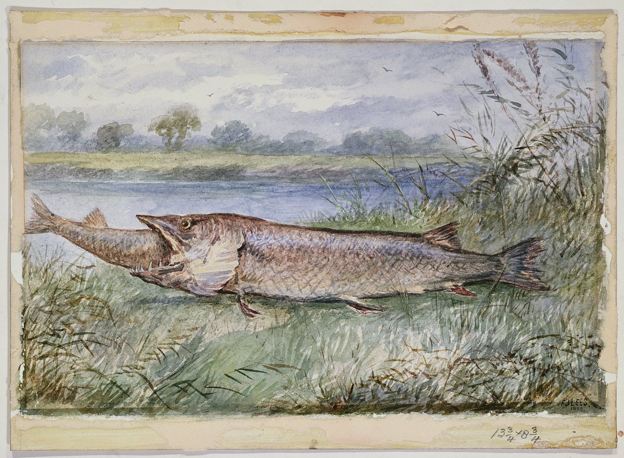 En utrolig hendelse som viser en Jack Pike på 6lbs som forsøker å svelge en Barbel på 134lbs funnet på Monkey Island, 1895 (wc på papir) av F.J. Lees