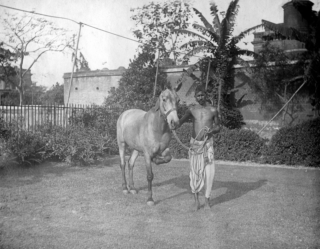 Mann med hest, Alipore, India, 1905-1906 av F. L. Peters