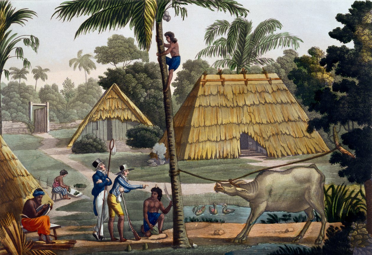 Naturforskere spør innfødte nær Kupang, Timor, plate 7 fra 