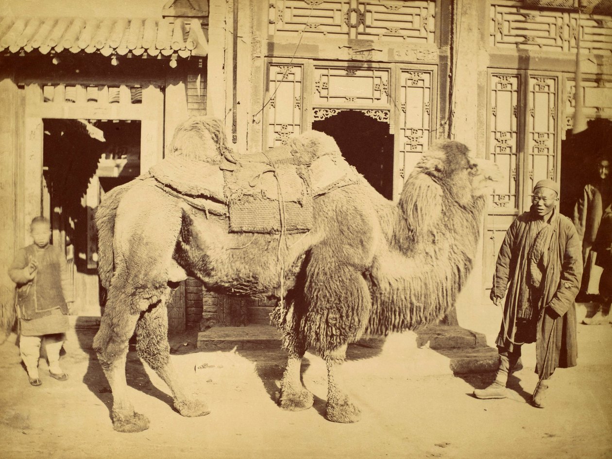 Bactrian Camel with Handler, ca. 1860 (fotogravyr) av Felice Beato