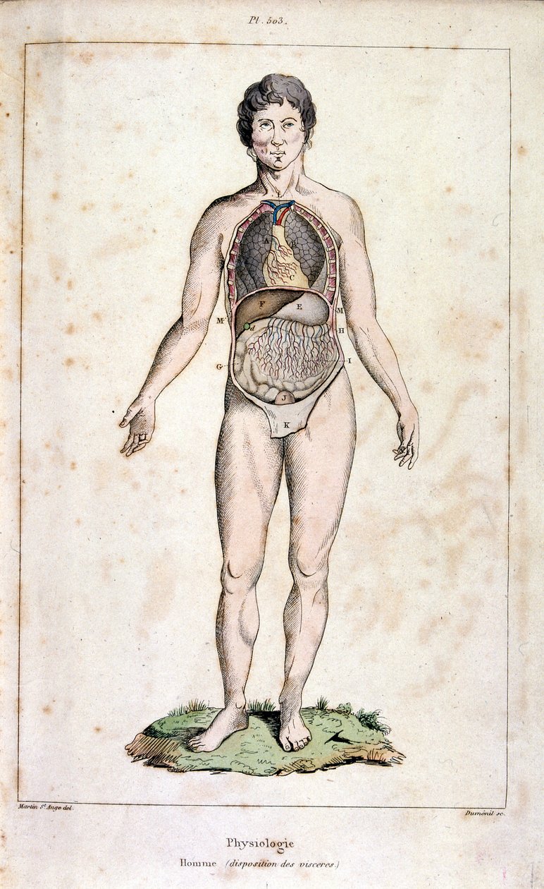Anatomisk illustrasjon av F.E. Guerin. Fra *Pittoresk ordbok for naturhistorie og naturfenomener* - 1833/1834 av Felix-Edouard Guerin
