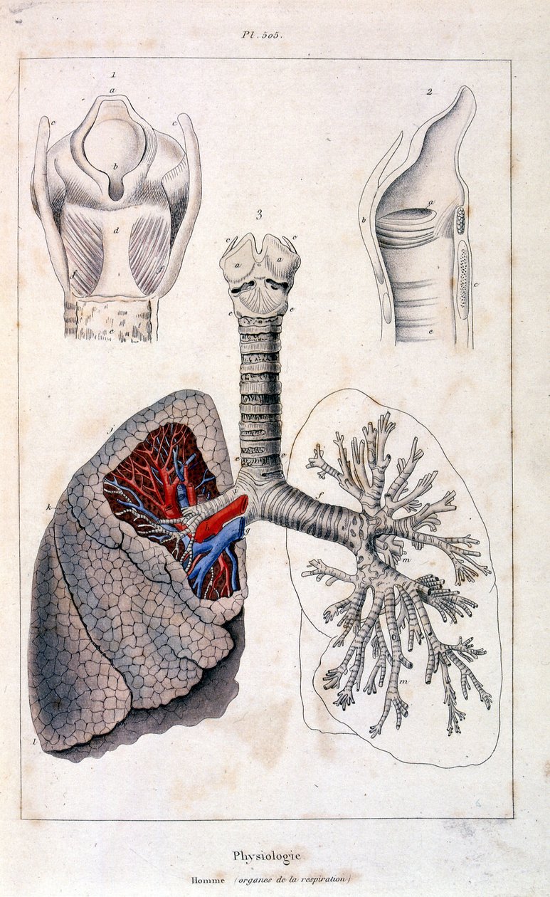 Anatomisk illustrasjon av F.E. Guerin. Fra *Pittoresk ordbok for naturhistorie og naturfenomener* - 1833/1834 av Felix-Edouard Guerin