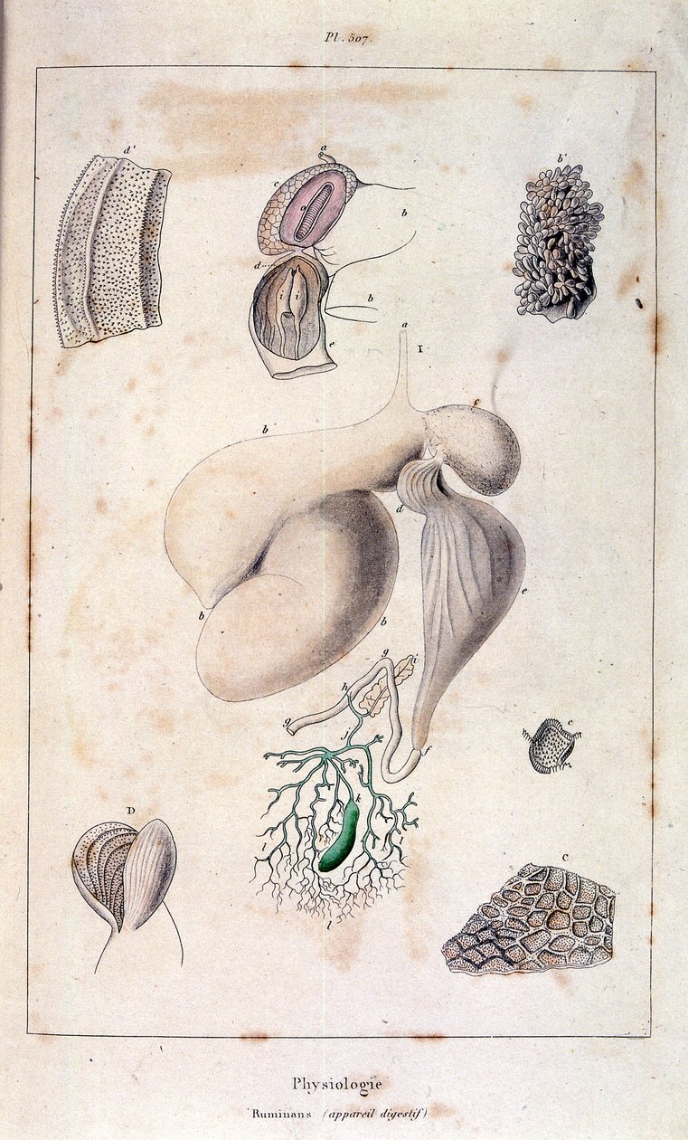 Anatomisk illustrasjon av F.E. Guerin. Fra *Pittoresk ordbok for naturhistorie og naturfenomener* - 1833/1834 av Felix-Edouard Guerin