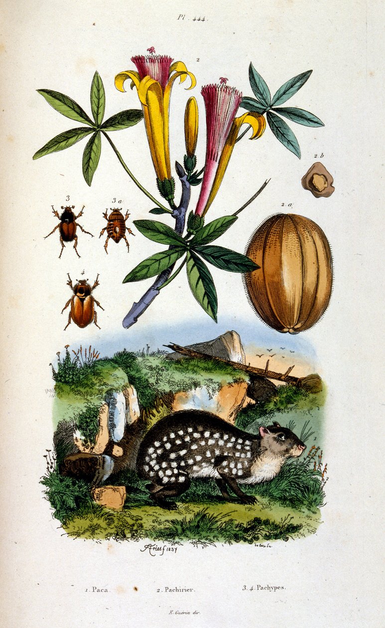 Botanisk og zoologisk illustrasjon av F.E. Guerin. Fra *Pittoresk ordbok for naturhistorie og naturfenomener* - 1833/1834 av Felix-Edouard Guerin