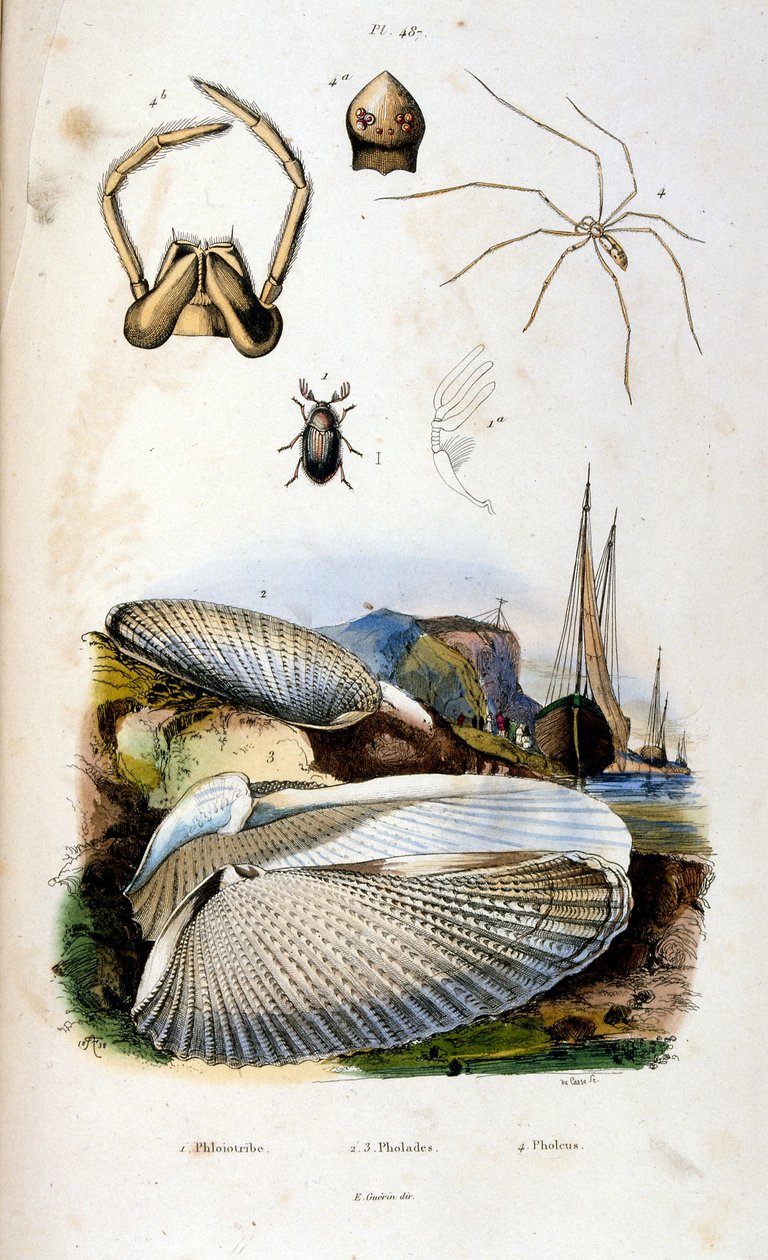 Botanisk og zoologisk illustrasjon av F.E. Guerin. Fra *Pittoresk ordbok for naturhistorie og naturfenomener* - 1833/1834 av Felix-Edouard Guerin