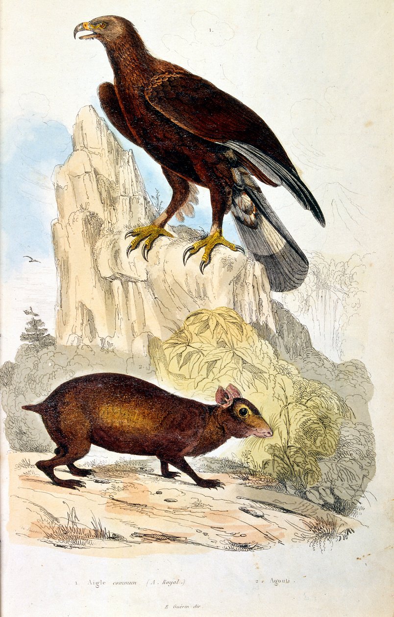 Botanisk og zoologisk illustrasjon av F.E. Guerin. Fra *Pittoresk ordbok for naturhistorie og naturfenomener* - 1833/1834 av Felix-Edouard Guerin