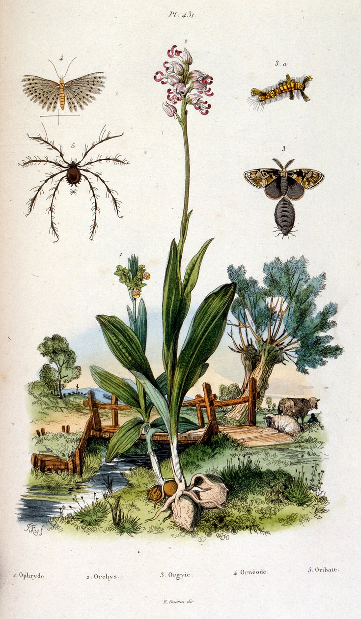 Botanisk og zoologisk illustrasjon av F.E. Guerin. Fra *Pittoresk ordbok for naturhistorie og naturfenomener* - 1833/1834 av Felix-Edouard Guerin