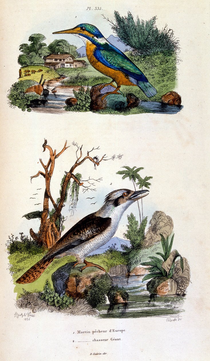 Botanisk og zoologisk illustrasjon av F.E. Guerin. Fra *Pittoresk ordbok for naturhistorie og naturfenomener* - 1833/1834 av Felix-Edouard Guerin