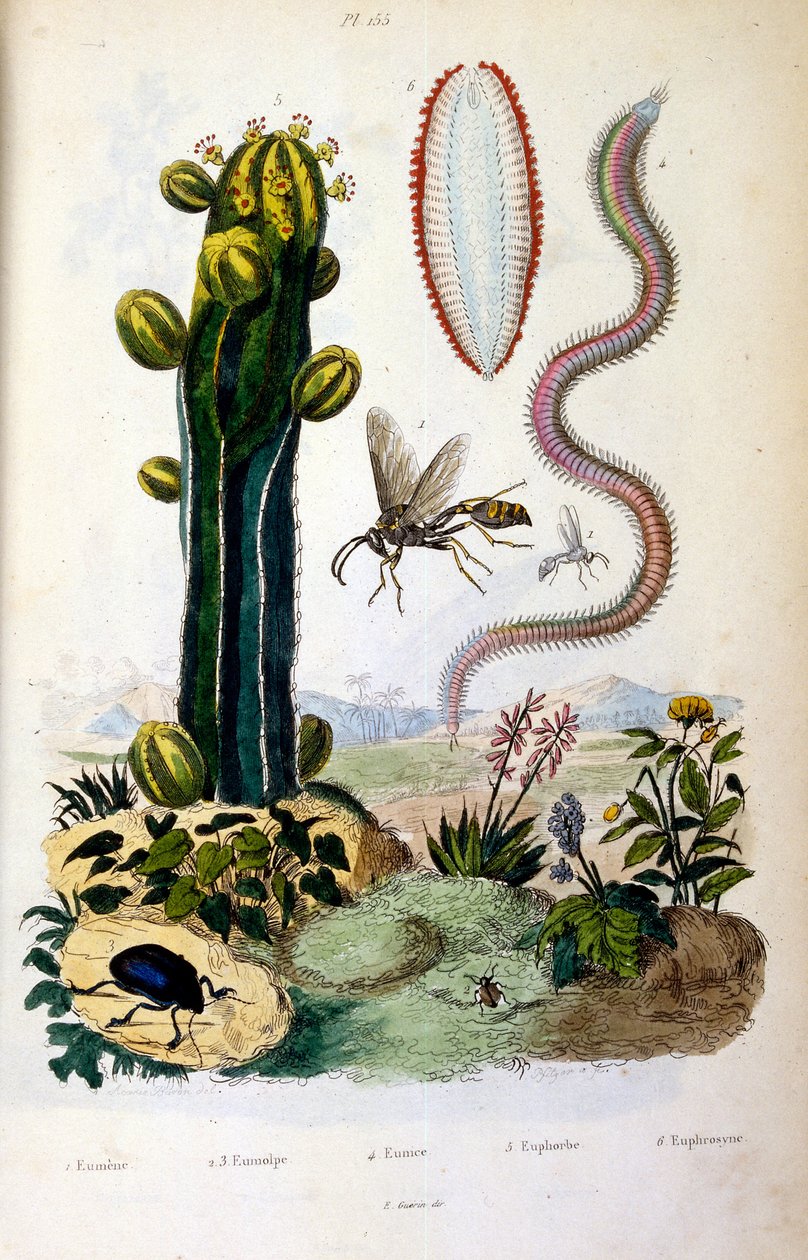 Botanisk og zoologisk illustrasjon av F.E. Guerin. Fra *Pittoresk ordbok for naturhistorie og naturfenomener* - 1833/1834 av Felix-Edouard Guerin