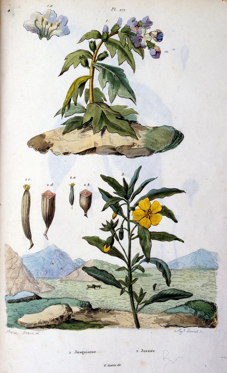 Botanisk og zoologisk illustrasjon av F.E. Guerin. Fra *Pittoresk ordbok for naturhistorie og naturfenomener* - 1833/1834 av Felix-Edouard Guerin