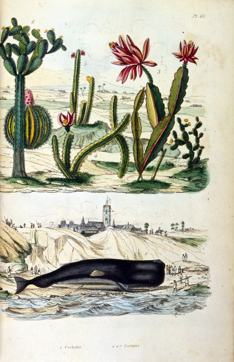 Illustrasjon av kaktuser og en strandet hval, fra "Picturesque Dictionary of Natural History and Natural Phenomena" 19. (gravering) av Felix Edouard Guerin