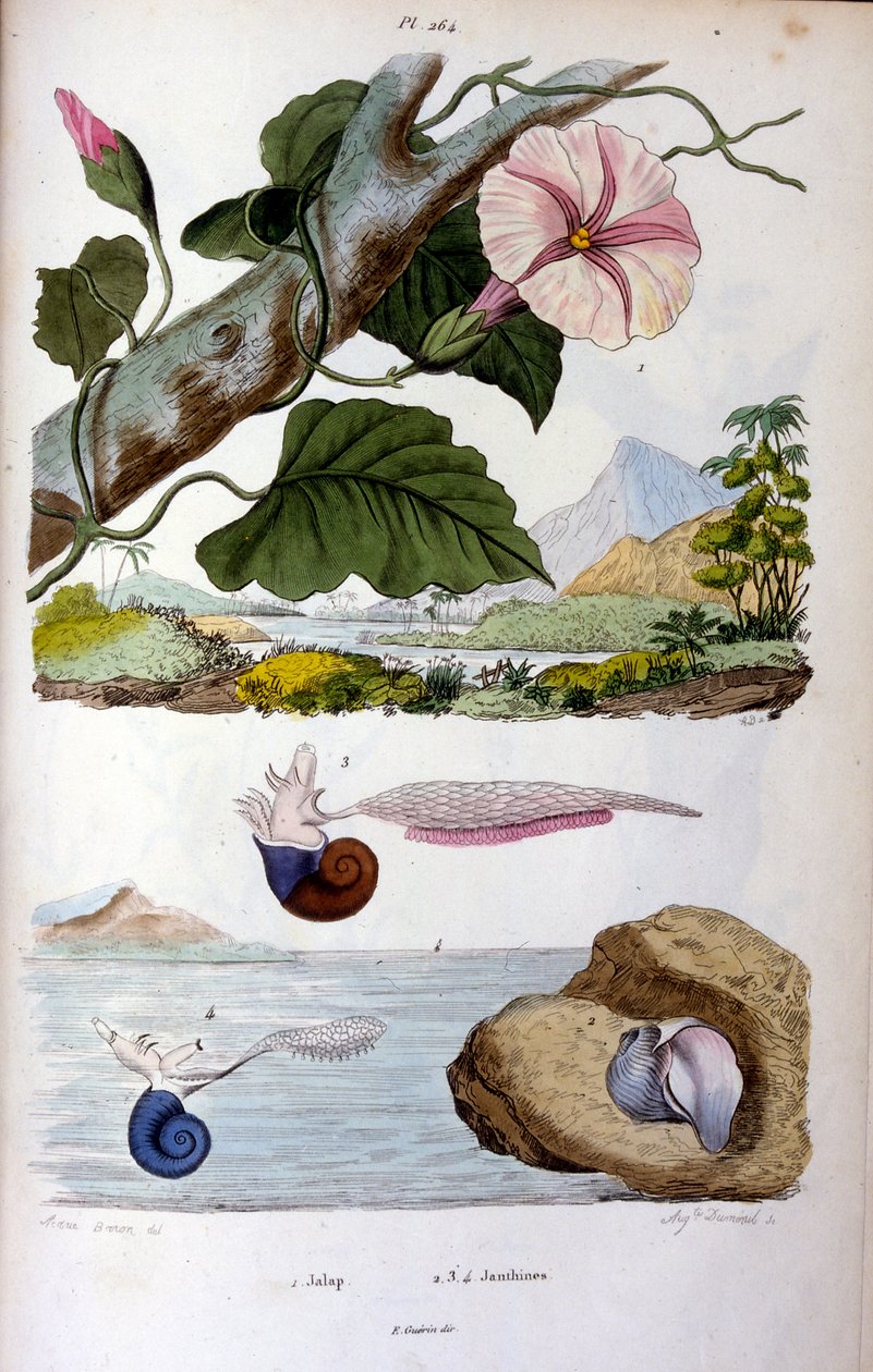 Vannsnegle av Felix-Edouard Guerin