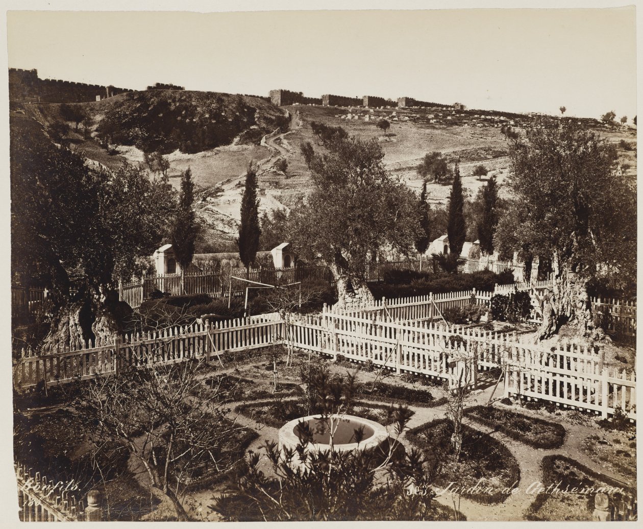 Getsemane hage nr. 303 av Félix Bonfils