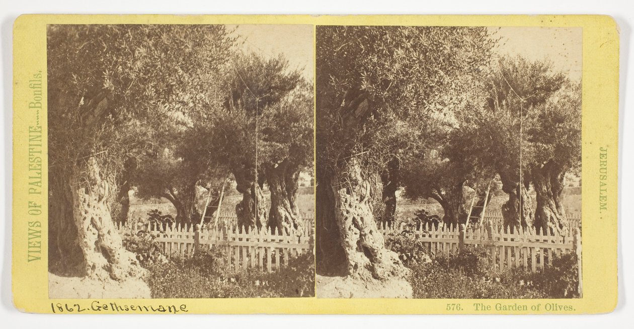 Der Garten der Oliven, Jerusalem, Nr. 576 aus der Serie "Ansichten von Palästina" av Félix Bonfils