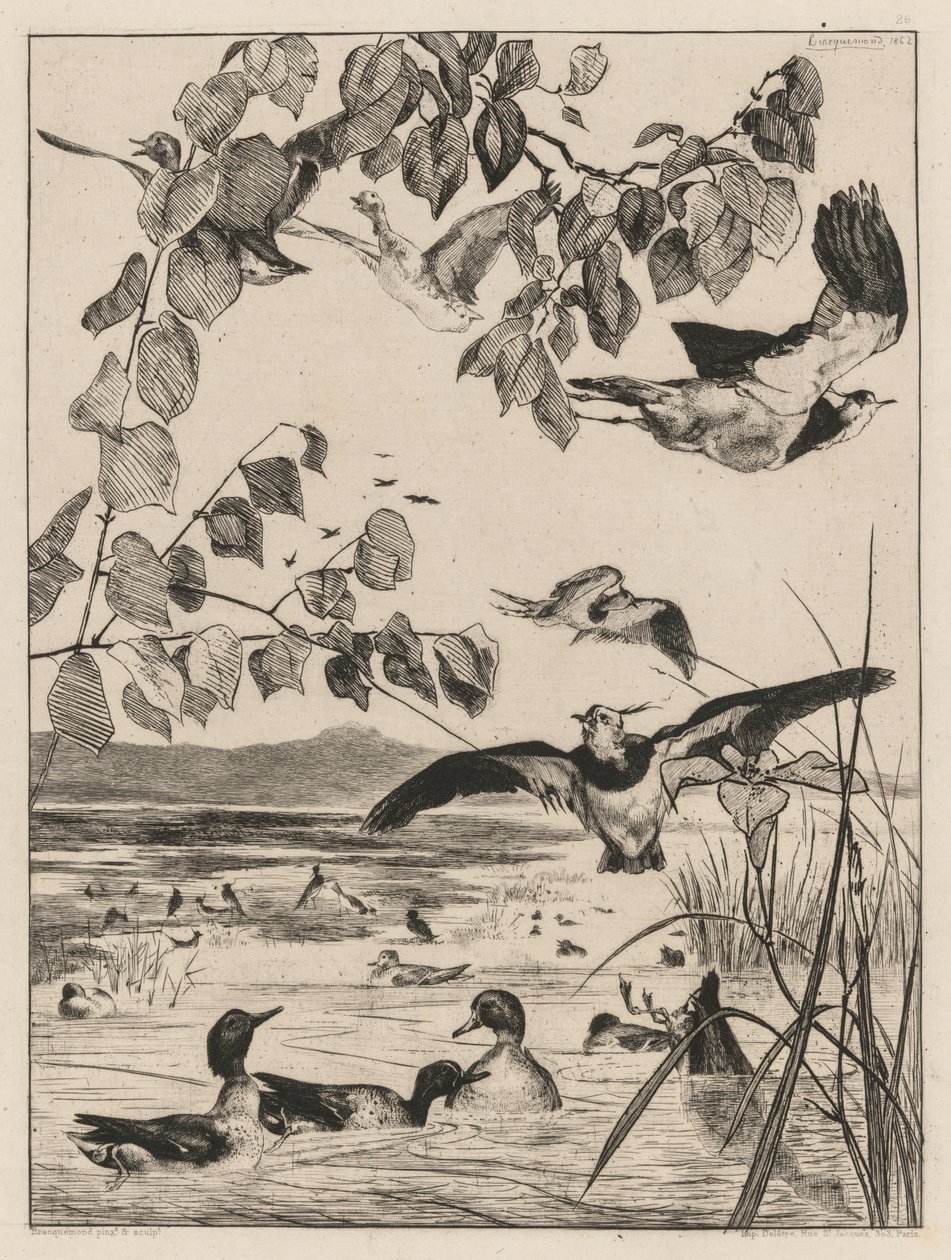 Vivi og krikk, 1862. av Felix Bracquemond