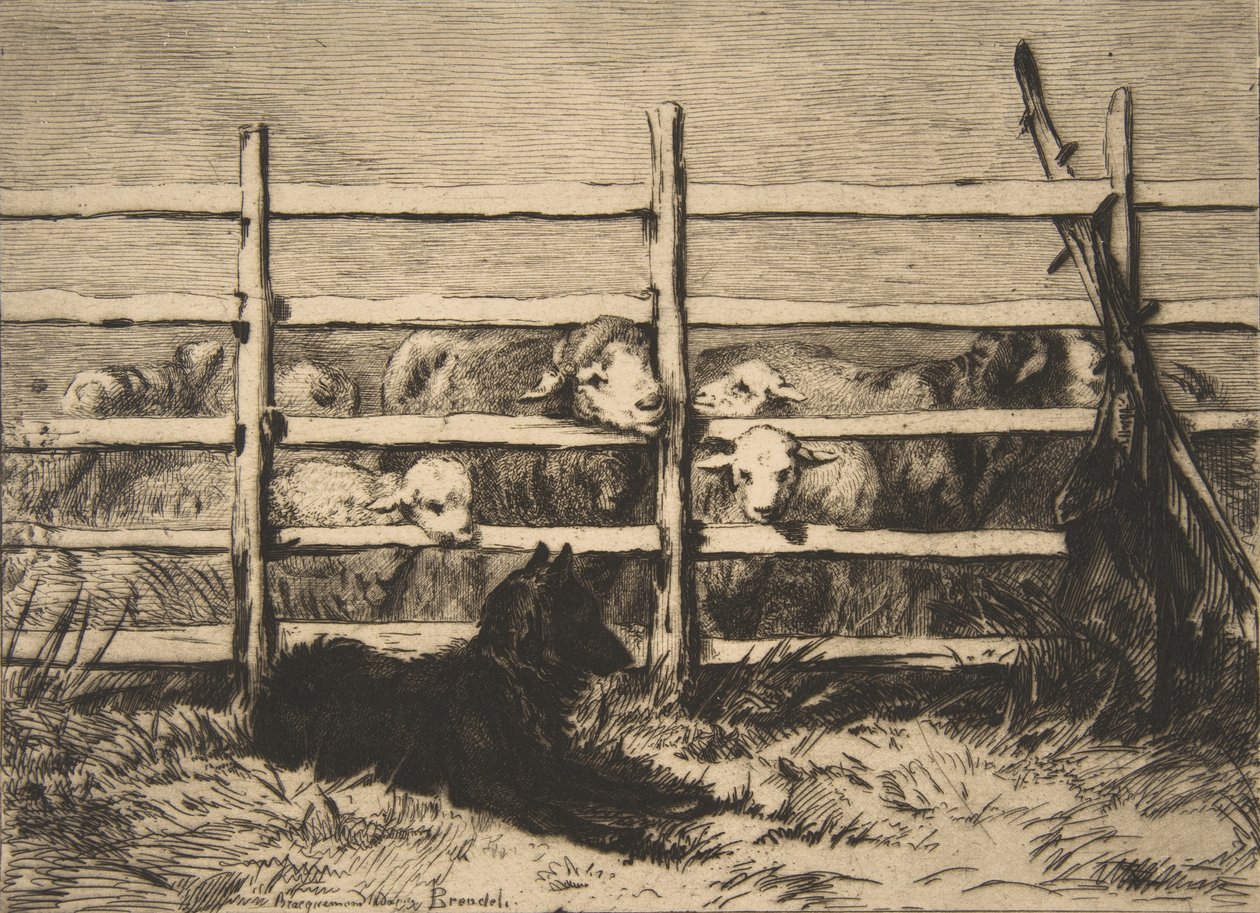 Gjetet sau, 1856. av Felix Bracquemond