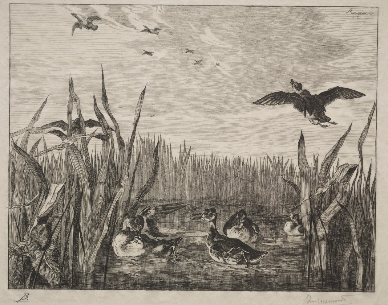 Teal, 1853. av Felix Bracquemond