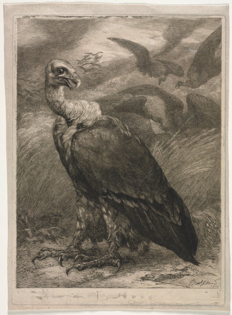 Gribb av Felix Bracquemond