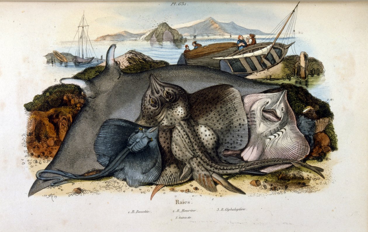Illustrasjon av Manta Ray fisk. (kromolitografi fra Pittoresk ordbok for naturhistorie og naturfenomener av Felix-Edouard Guerin av Felix Edouard Guerin
