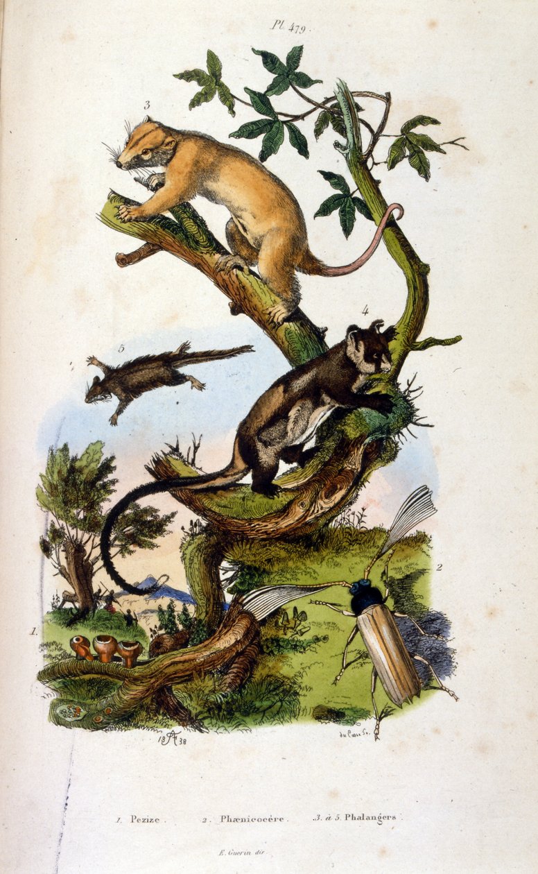 Illustrasjon av pattedyr og insekter. (kromolitografi fra Pittoresk ordbok for naturhistorie og naturfenomener av Felix-Edouard Guerin av Felix Edouard Guerin