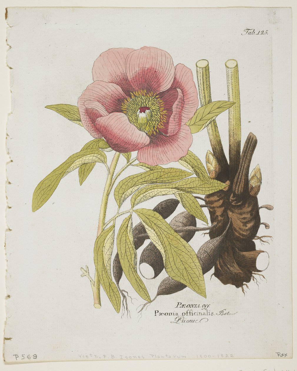 Paeonii, fra Icons of Plants from Medico-Economic-Technology with their fruit and use description, 1804 (håndfarget gravering) av Ferdinand Bernhard Vietz