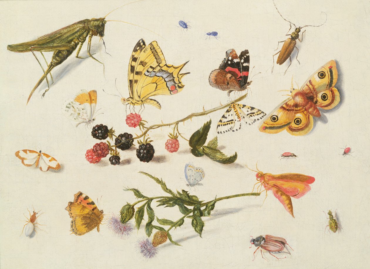 Studie av insekter, blomster og frukter, 1600-tallet av Ferdinand van Kessel